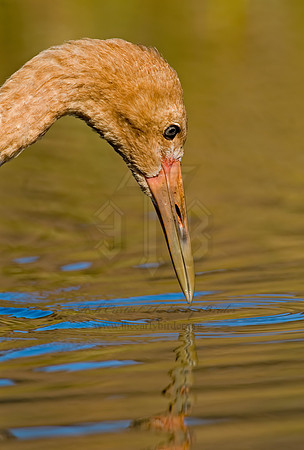 Grus americana  WHOOPING CRANE 6017546z