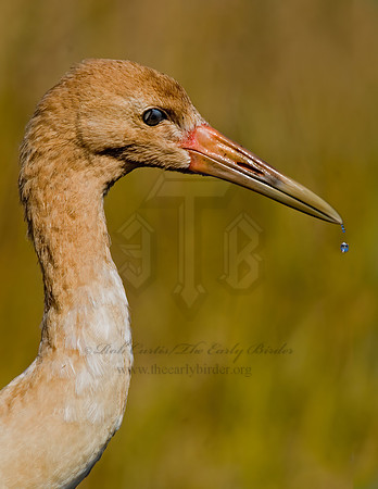 Grus americana  WHOOPING CRANE 6017547z
