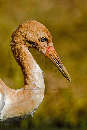 Grus americana  WHOOPING CRANE 6017548z
