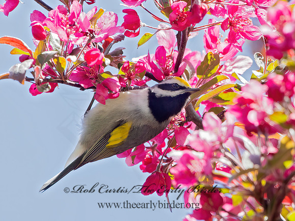 Vermivora chyrsoptera  GOLDEN-WINGED WARBLER 9029921z