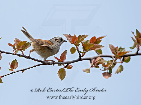 Melospiza georgiana  SWAMP SPARROW 9042953z