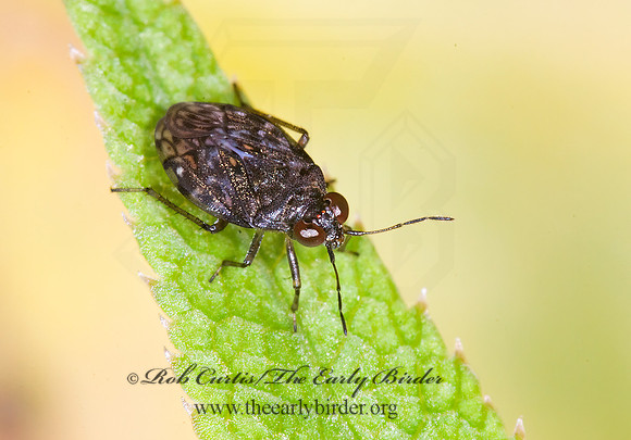 Saldula saltatoria  SHORE BUG 6011239z