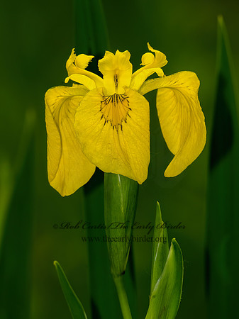 Iris pseudacorus  YELLOW IRIS 3042728z