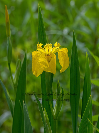 Iris pseudacorus  YELLOW IRIS 9077794z