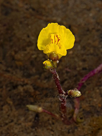 Urticularia macrorhiza  COMMON BLADDERWORT 9079563z
