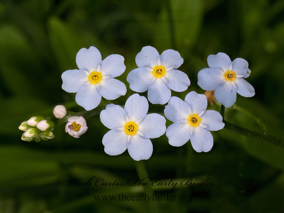 Myosotis scorpioides  FORGET-ME-NOT 9077660z