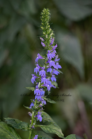 Lobelia siphilitica  GREAT BLUE LOBELIA 9069408z-