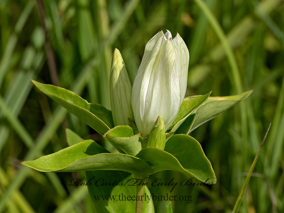 Chelone glabra  WHITE TURTLEHEAD 9082557z