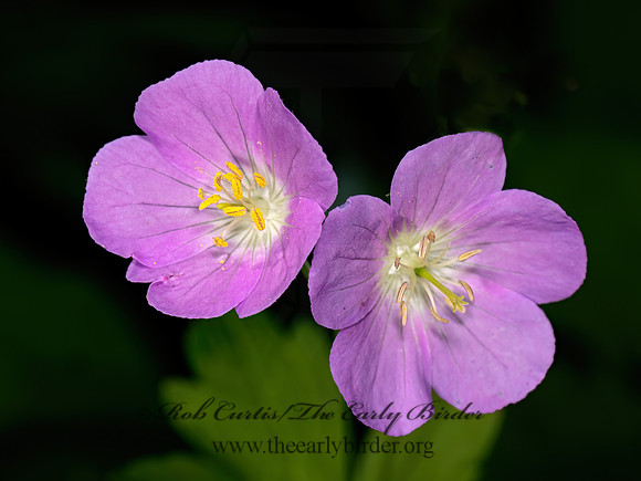 Geranium maculatum  WILD GERANIUM 9077648z-