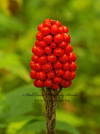 Arisaema triphyllum  JACK-IN-THE-PULPIT 9083606z