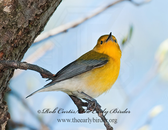 Protonotaria citrea  PROTHONOTARY WARBLER 3007409z