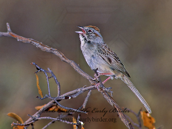 Aimophila ruficeps  RUFOUS-CROWNED SPARROW  92604z