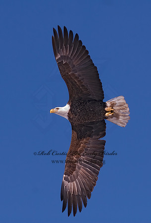 Haliaeetus leucocephalus  BALD EAGLE 6020268z