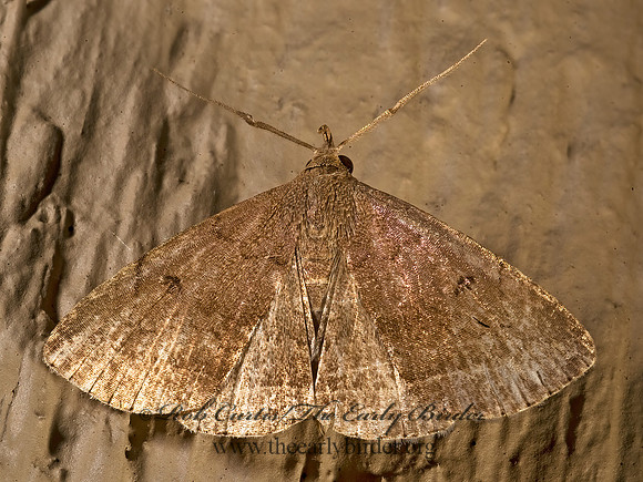 Zanclognatha protumnusalis  LITTER MOTH 8007272z