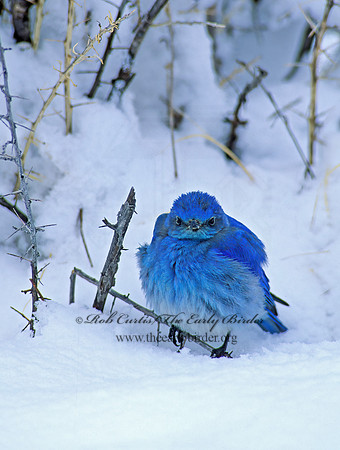 Sialia currucoides  MOUNTAIN BLUEBIRD  102834z