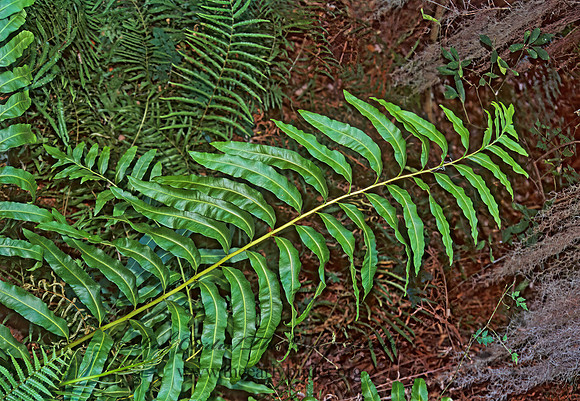 Blechnum serrulatum  SWAMP FERN 273220z