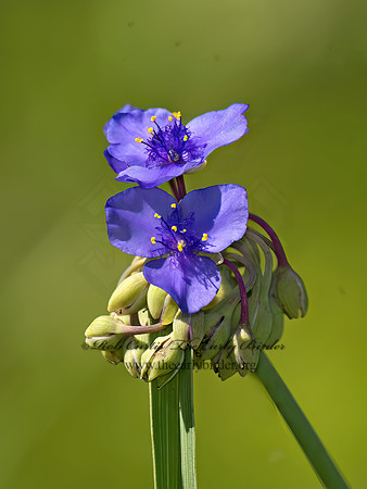 Tradescantia ohiensis  OHIO SPIDERWORT 9039992z
