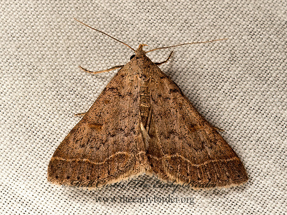 Bleptina caradrinalis  BENT-WINGED OWLET 9047842z