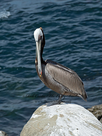 Pelecanus occidentalis  BROWN PELICAN 9055985z