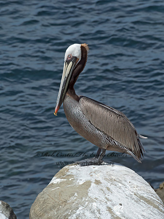 Pelecanus occidentalis  BROWN PELICAN 9055983z