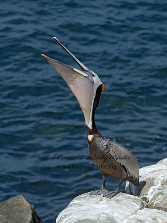 Pelecanus occidentalis  BROWN PELICAN 9055969z