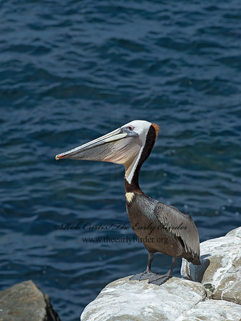 Pelecanus occidentalis  BROWN PELICAN 9055971z