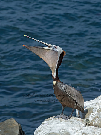 Pelecanus occidentalis  BROWN PELICAN 9055970z