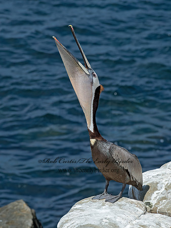 Pelecanus occidentalis  BROWN PELICAN 9055968z