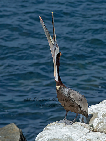 Pelecanus occidentalis  BROWN PELICAN 9055967z