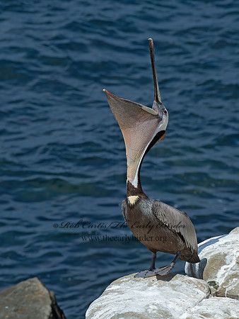 Pelecanus occidentalis  BROWN PELICAN 9055957z