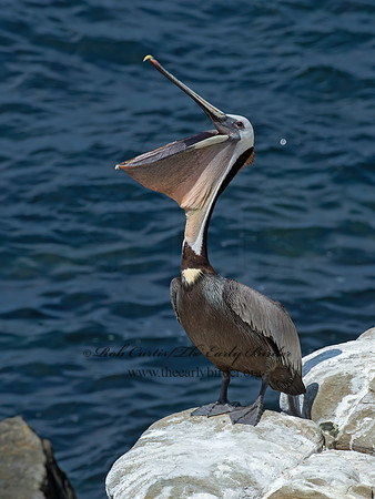 Pelecanus occidentalis  BROWN PELICAN 9055956z