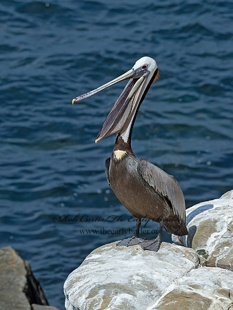 Pelecanus occidentalis  BROWN PELICAN 9055954z