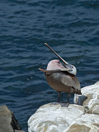 Pelecanus occidentalis  BROWN PELICAN 9055946z
