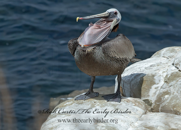 Pelecanus occidentalis  BROWN PELICAN 9055940z