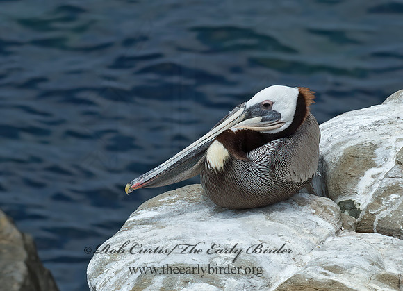 Pelecanus occidentalis  BROWN PELICAN 9055930z