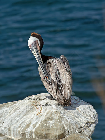Pelecanus occidentalis  BROWN PELICAN 9055769z