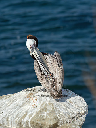 Pelecanus occidentalis  BROWN PELICAN 9055768z