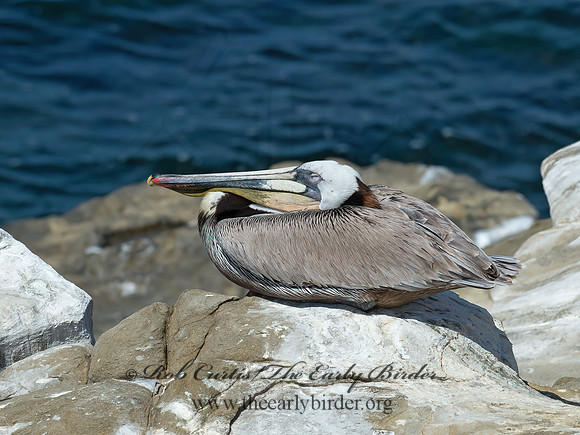 Pelecanus occidentalis  BROWN PELICAN 9055742z