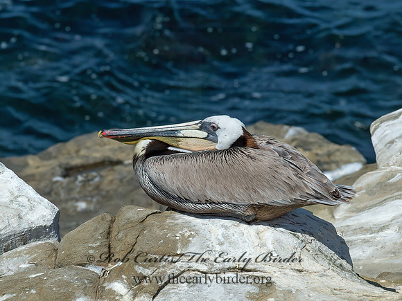 Pelecanus occidentalis  BROWN PELICAN 9055743z