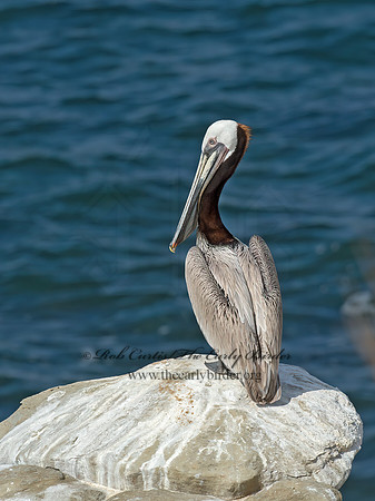 Pelecanus occidentalis  BROWN PELICAN 9055767z
