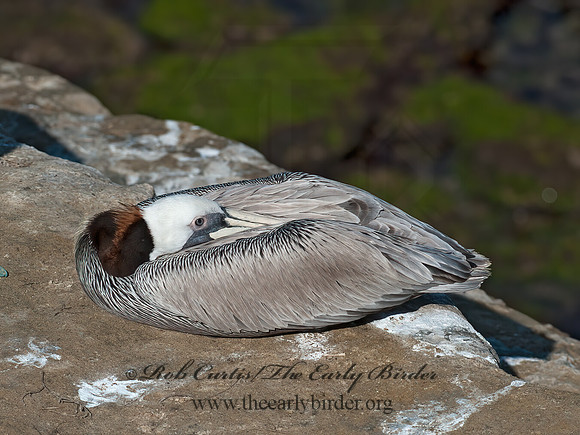 Pelecanus occidentalis  BROWN PELICAN 8036191z