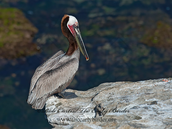 Pelecanus occidentalis  BROWN PELICAN 8036186z