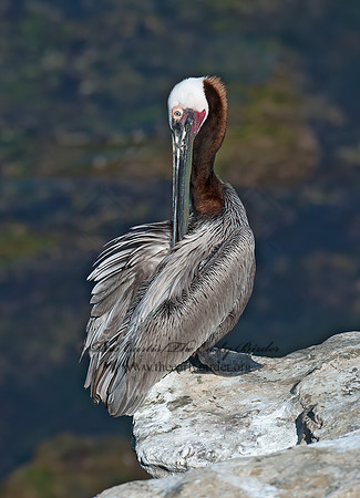 Pelecanus occidentalis  BROWN PELICAN 8036183z