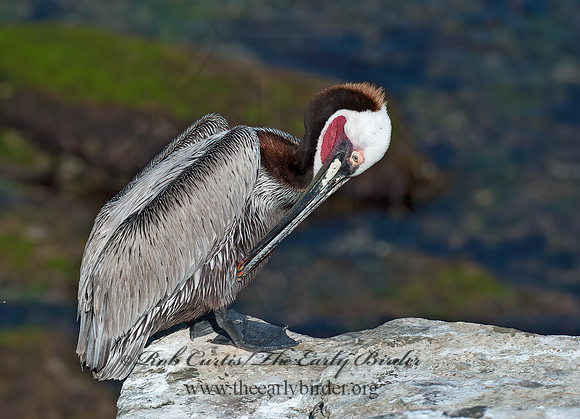 Pelecanus occidentalis  BROWN PELICAN 8036180z