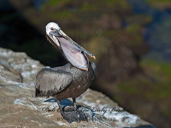 Pelecanus occidentalis  BROWN PELICAN 8036178z
