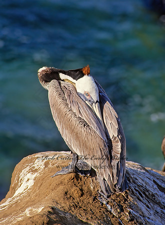 Pelecanus occidentalis  BROWN PELICAN 123625z