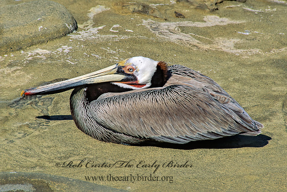 Pelecanus occidentalis  BROWN PELICAN 123333z