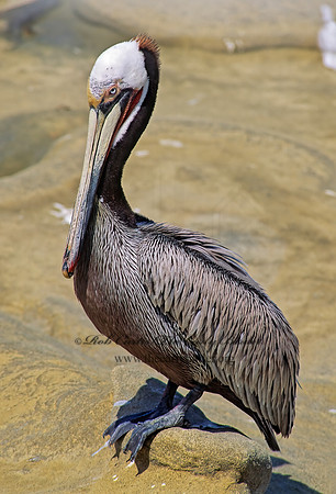 Pelecanus occidentalis  BROWN PELICAN 123227z