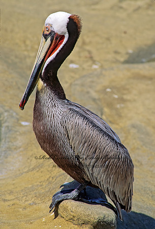 Pelecanus occidentalis  BROWN PELICAN 123226z