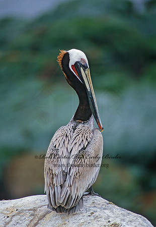 Pelecanus occidentalis  BROWN PELICAN 107323z